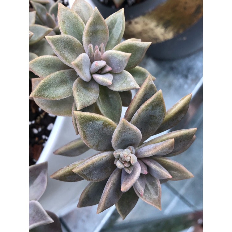 plant image 841254