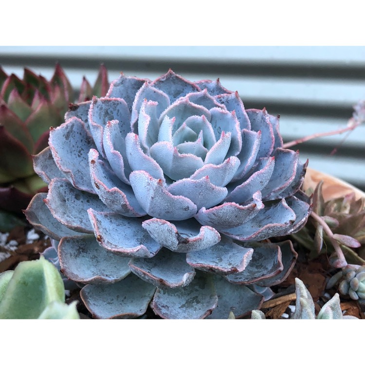 plant image 844544