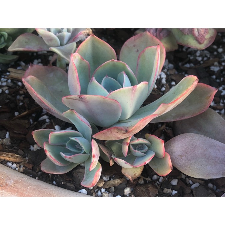 plant image 846087 plant image 846087