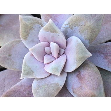 Graptopetalum Superbum