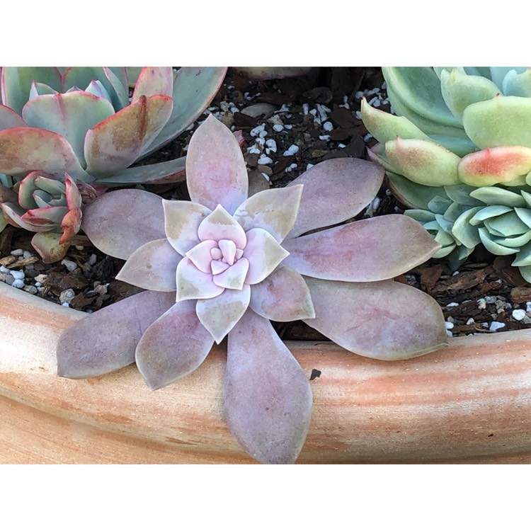 plant image 846108 plant image 846108