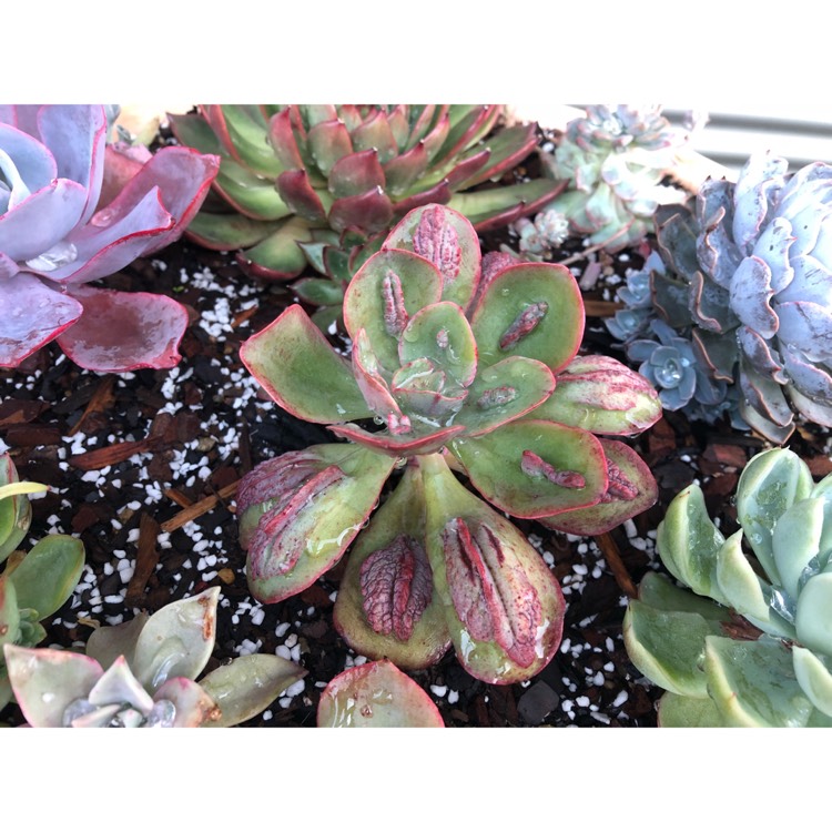 plant image 846806 plant image 846806