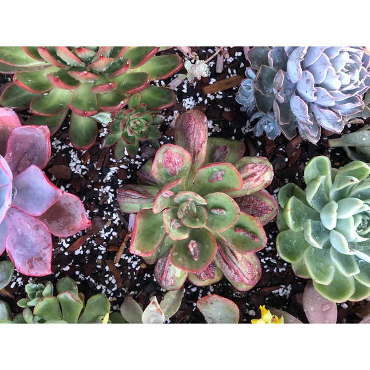 plant image 846808 plant image 846808