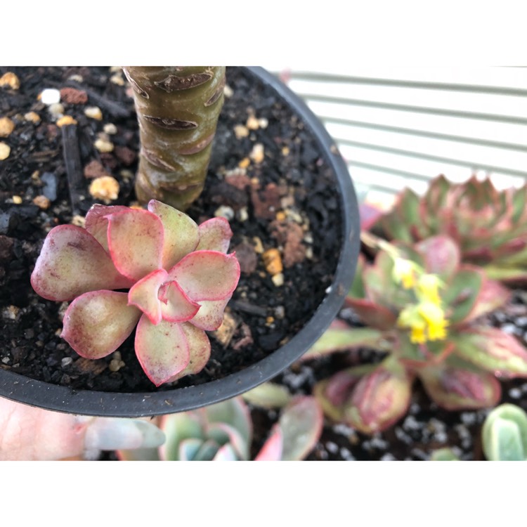 plant image 846809 plant image 846809
