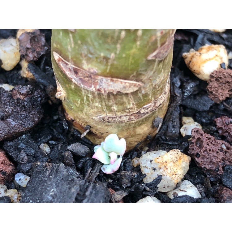 plant image 846810 plant image 846810