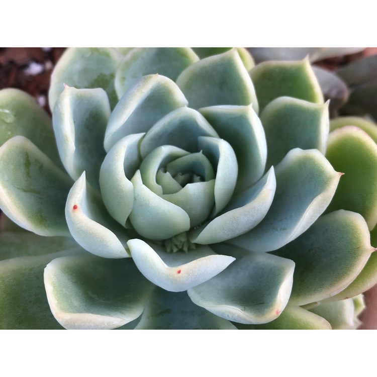 plant image 846820 plant image 846820