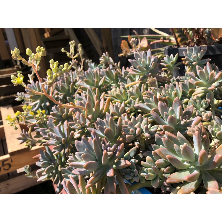 plant image 846826 plant image 846826
