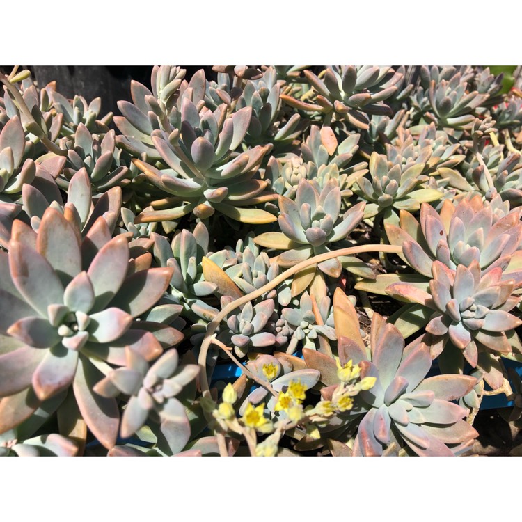 plant image 846827 plant image 846827