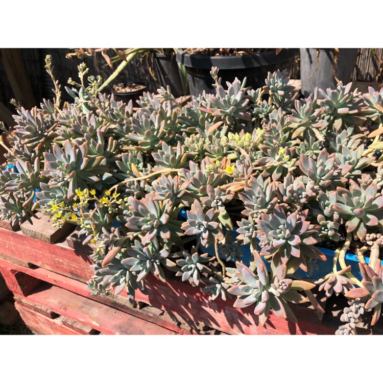 plant image 846828 plant image 846828