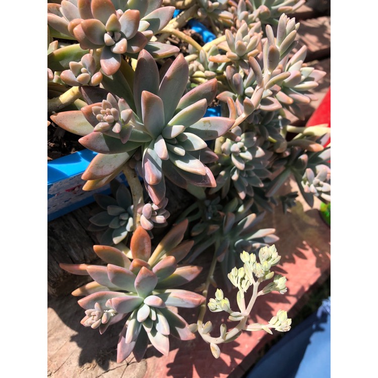 plant image 846829 plant image 846829