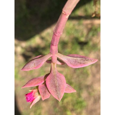 Aptenia cordifolia Variegata