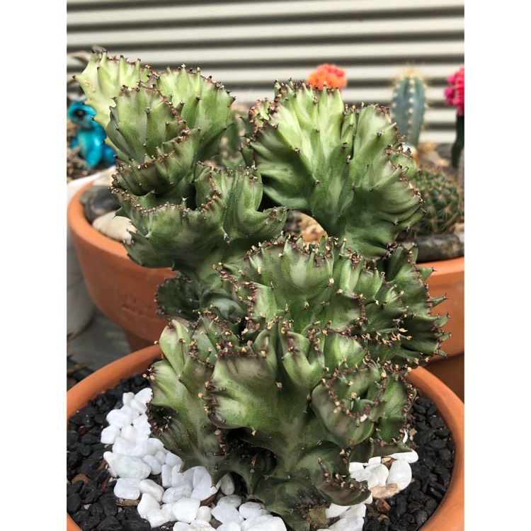 plant image 850822 plant image 850822