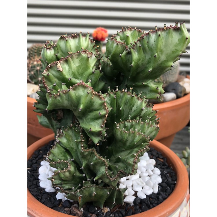 plant image 850823 plant image 850823
