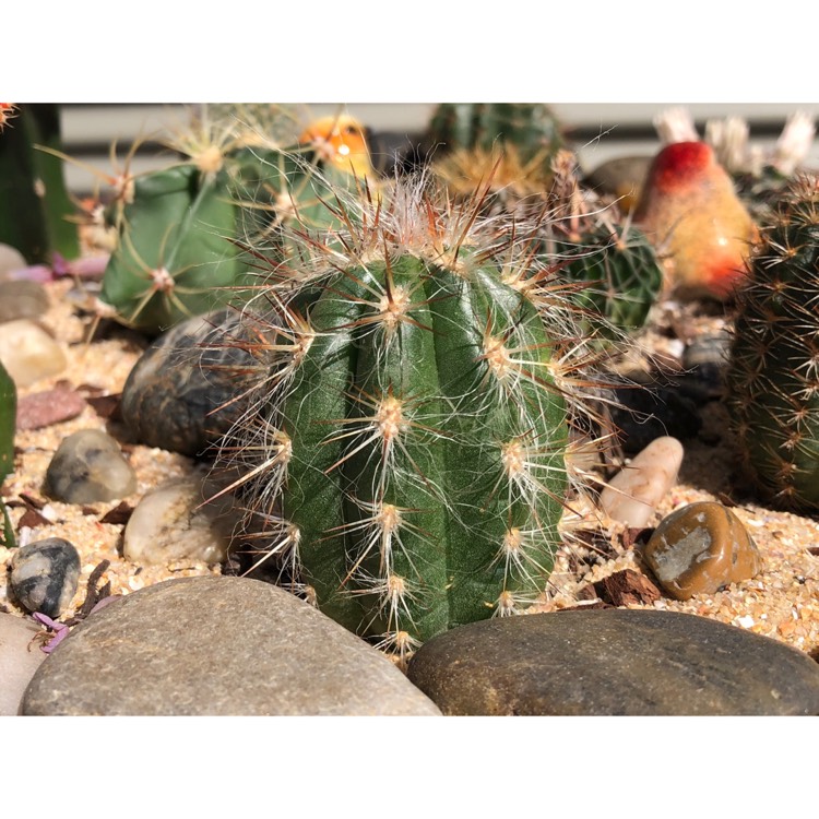 plant image 851597