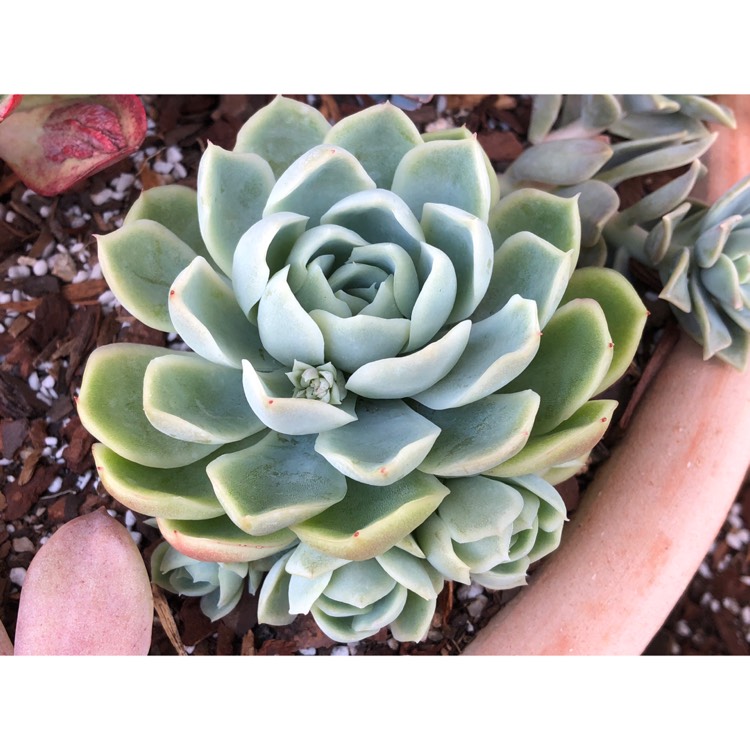 plant image 857490 plant image 857490