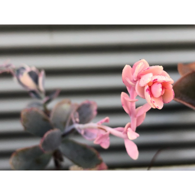 plant image 858799 plant image 858799
