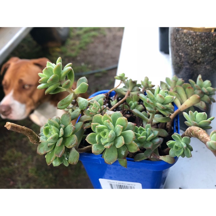 plant image 858801 plant image 858801