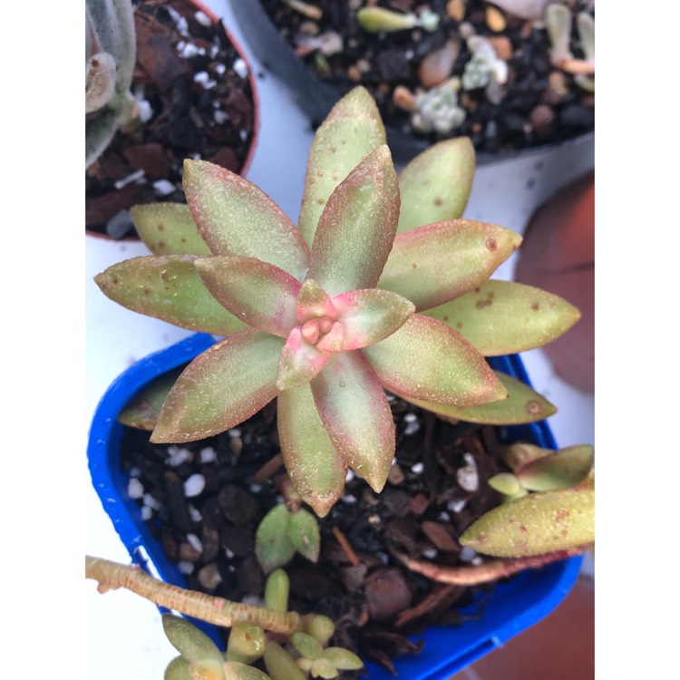plant image 858805
