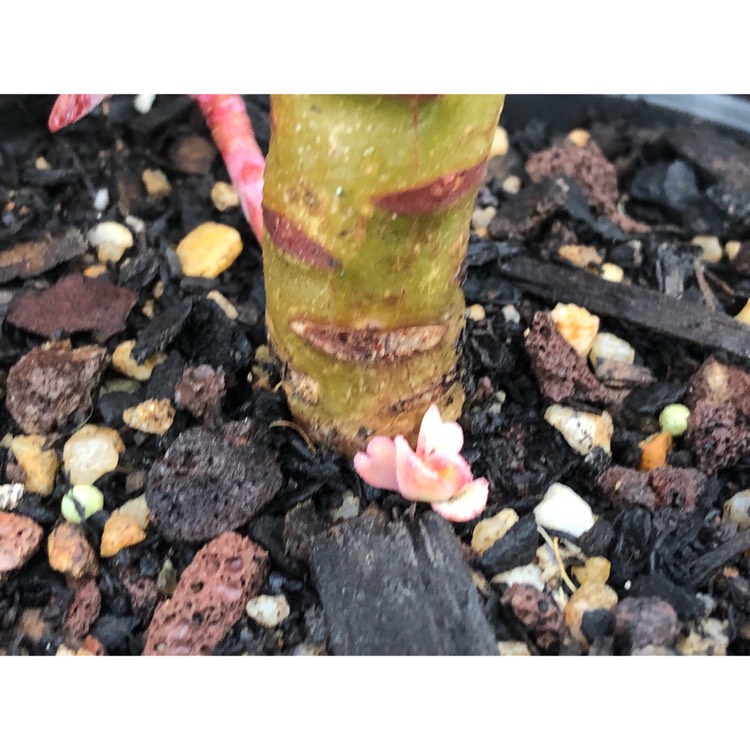plant image 858808 plant image 858808