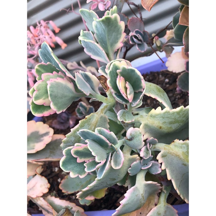 plant image 858816 plant image 858816
