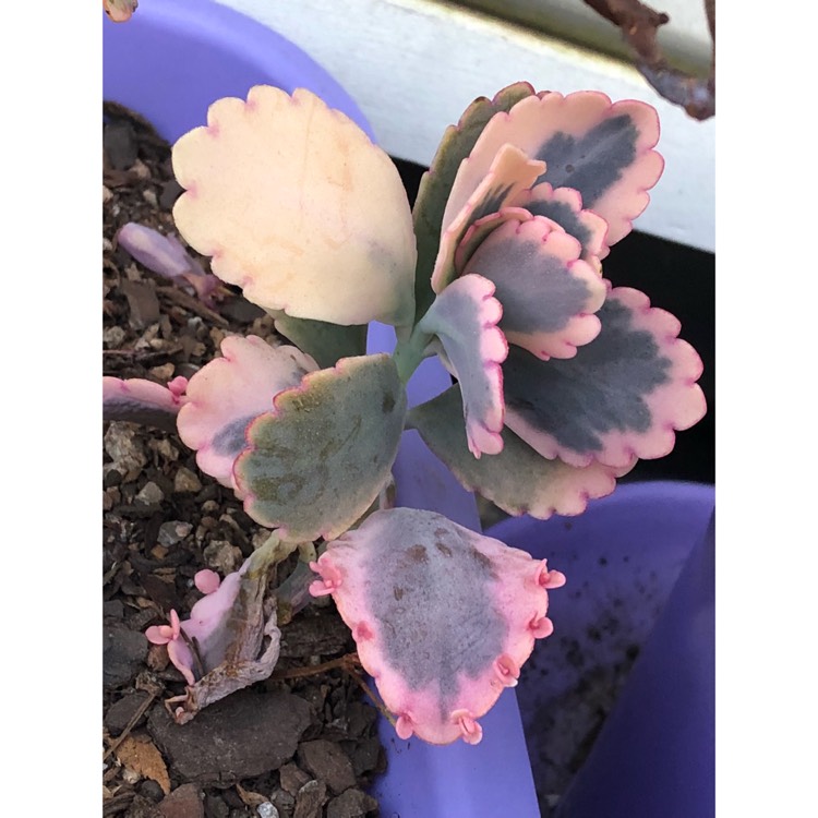 plant image 858824 plant image 858824