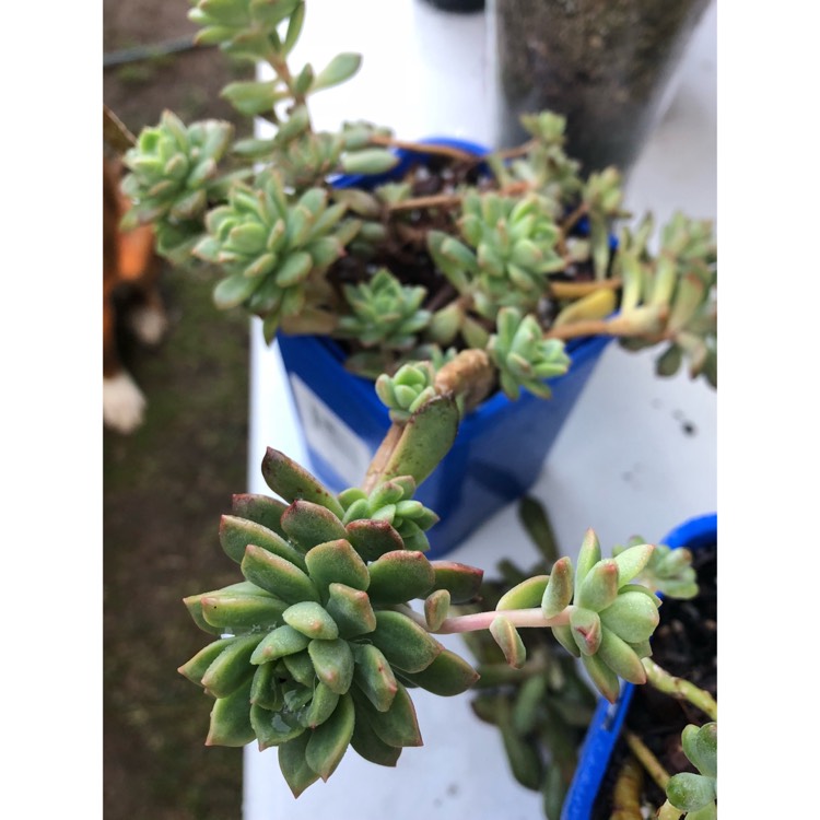 plant image 858908 plant image 858908