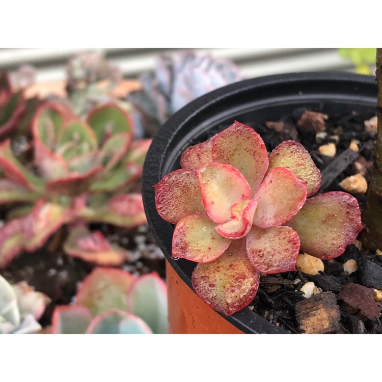 plant image 858915 plant image 858915