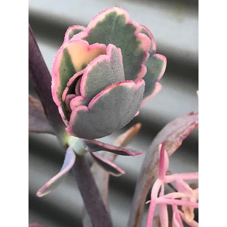 plant image 858916 plant image 858916