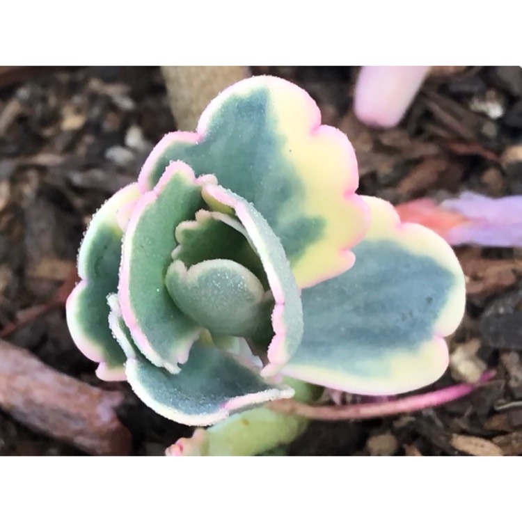 plant image 858920 plant image 858920