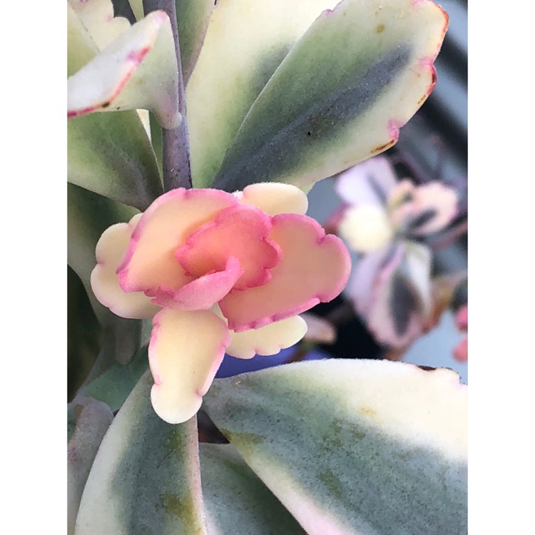 plant image 858922 plant image 858922