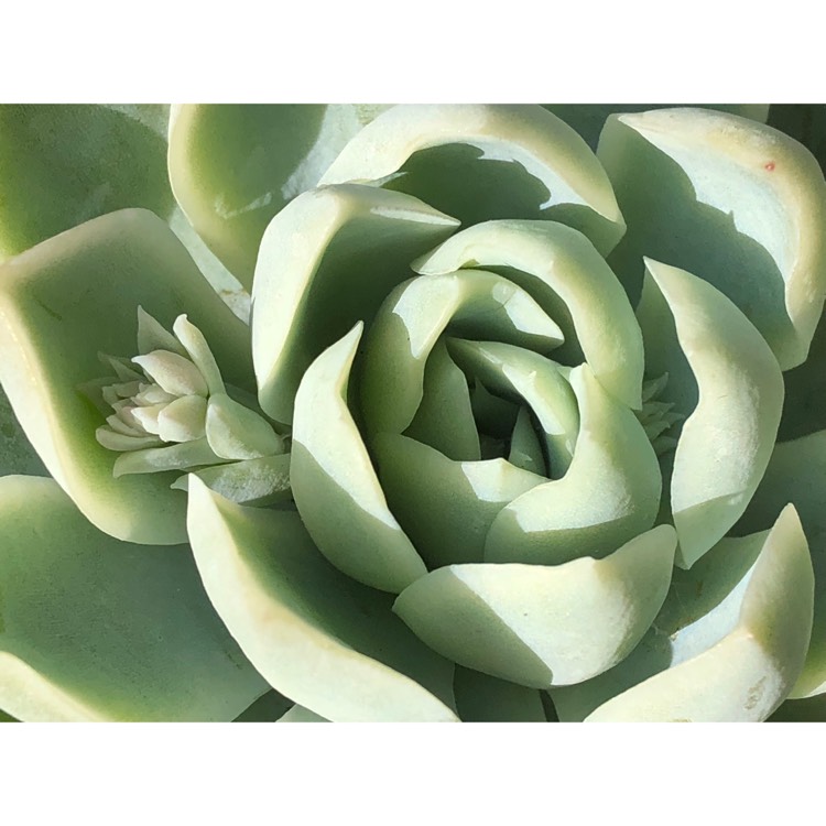 plant image 858925 plant image 858925