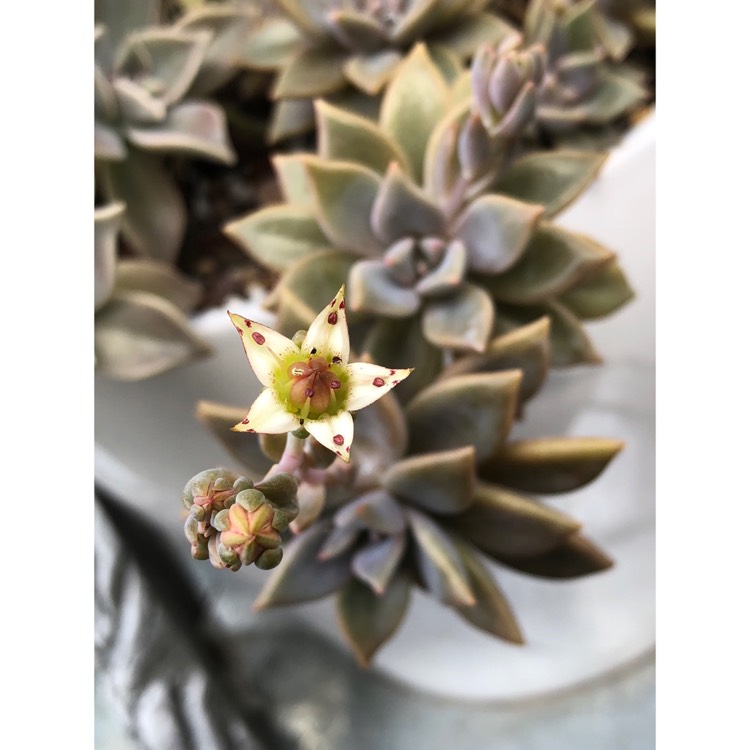 plant image 859718