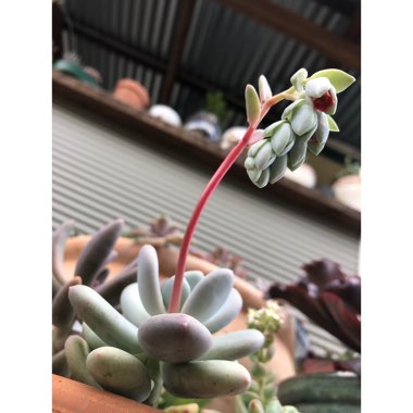 Pachyphytum Blue Haze
