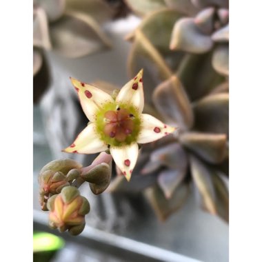 Graptopetalum Rose Queen