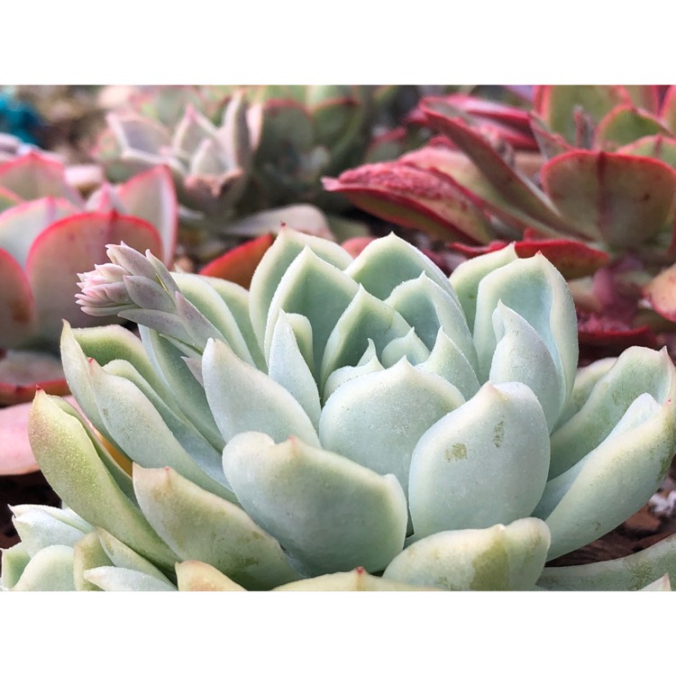 plant image 864396 plant image 864396