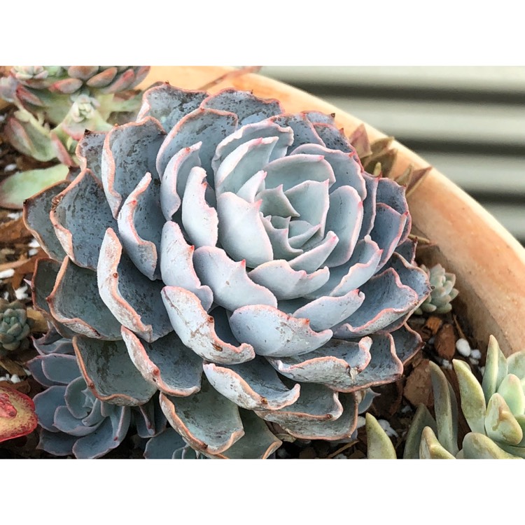 plant image 864404