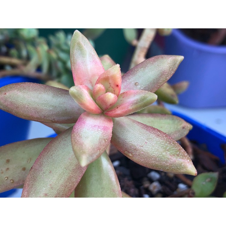 plant image 867034