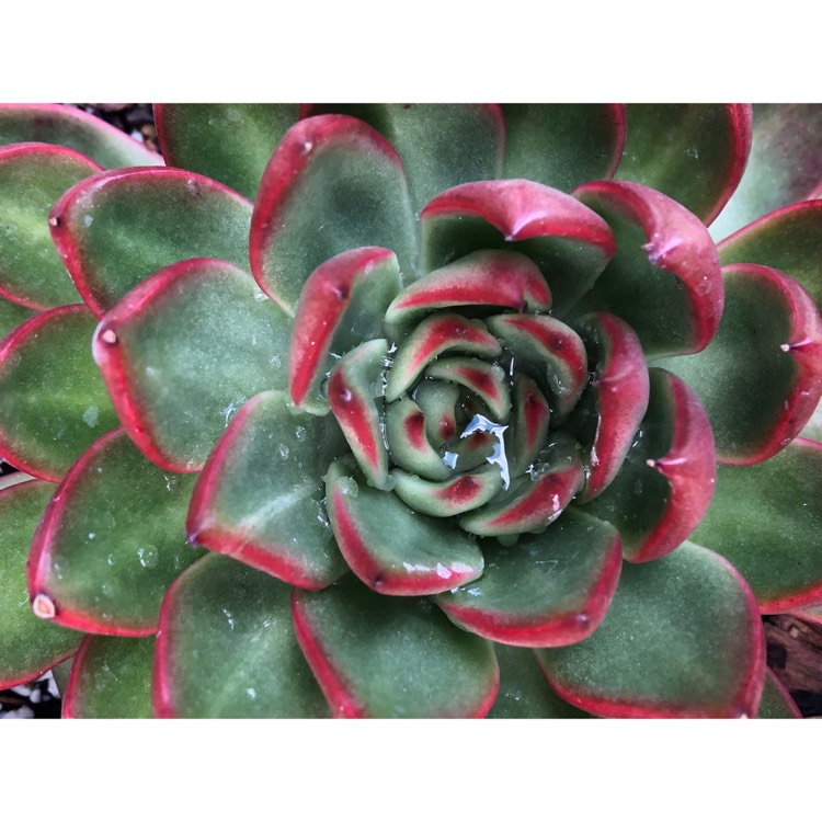 plant image 867035 plant image 867035