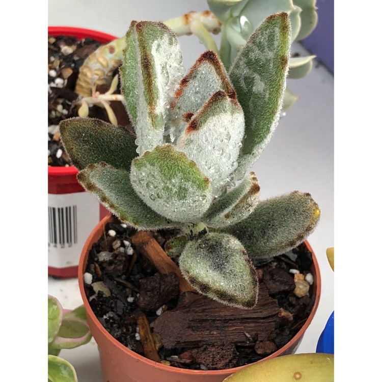 plant image 867044 plant image 867044