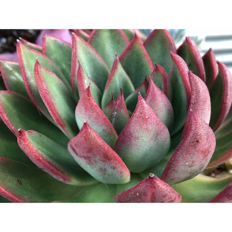 plant image 867047 plant image 867047