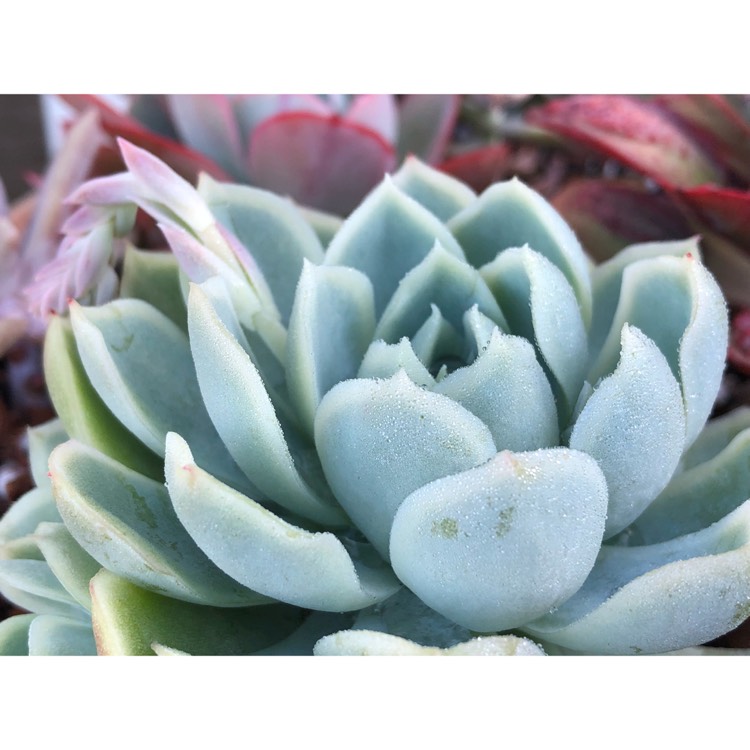 plant image 867056 plant image 867056