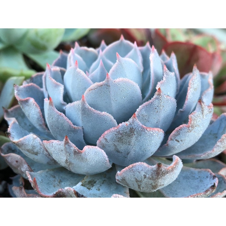 plant image 867070