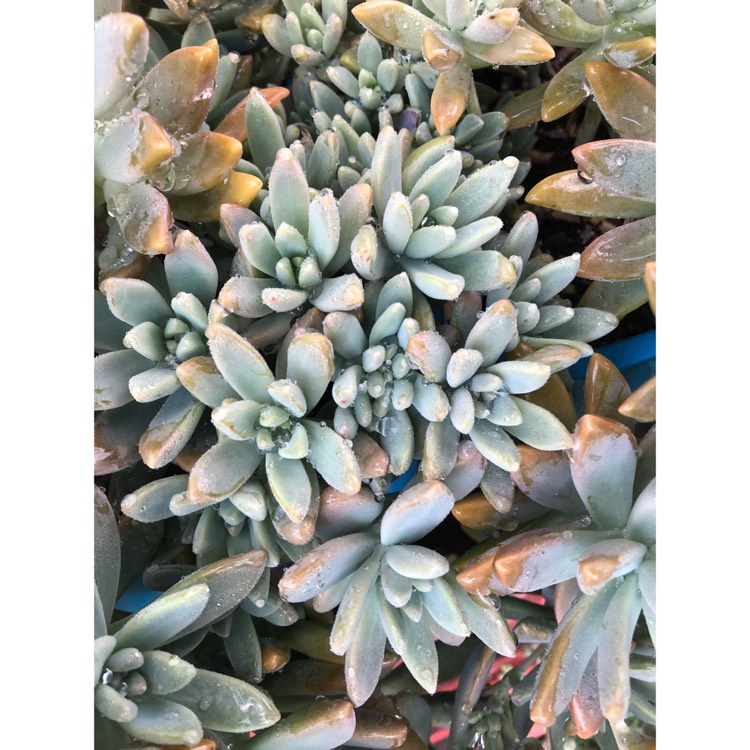 plant image 867473 plant image 867473