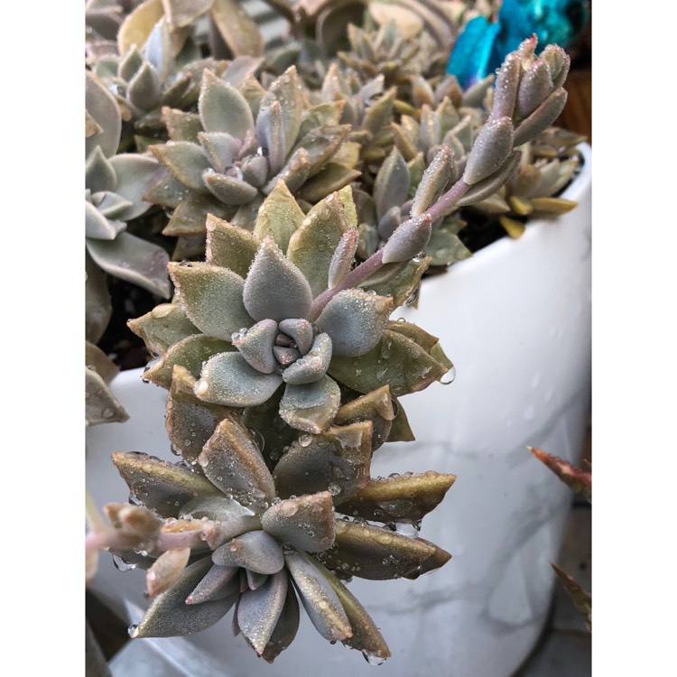 plant image 867477
