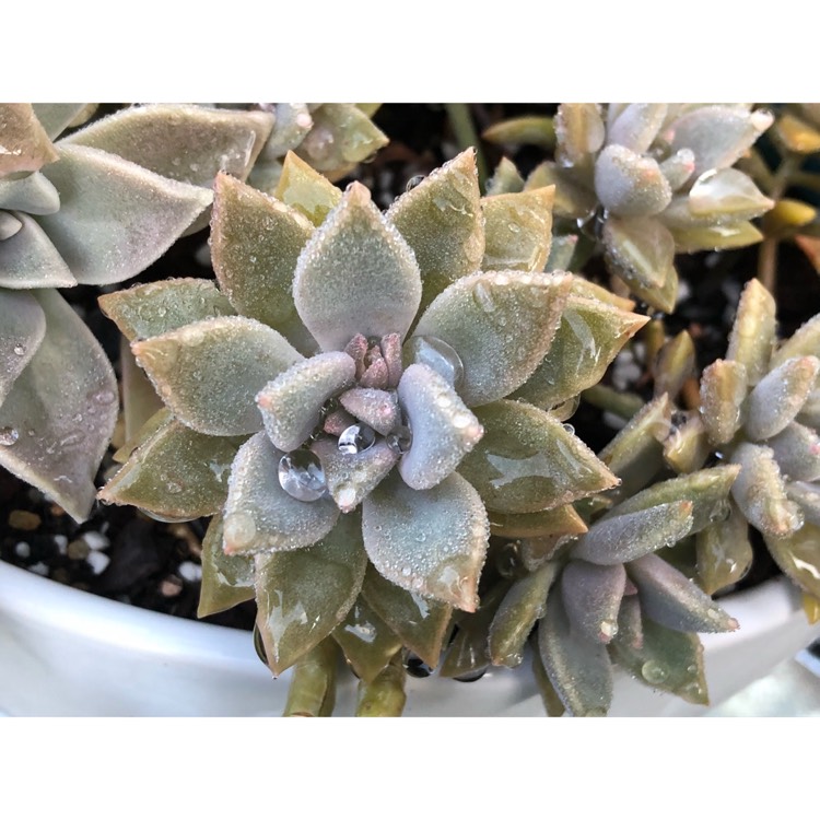 plant image 867489