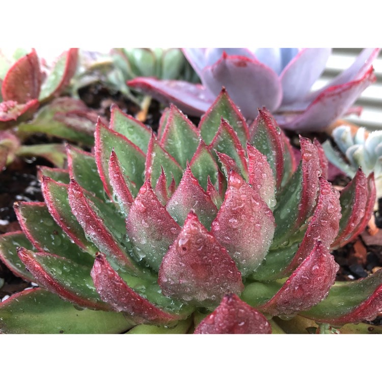 plant image 867505 plant image 867505