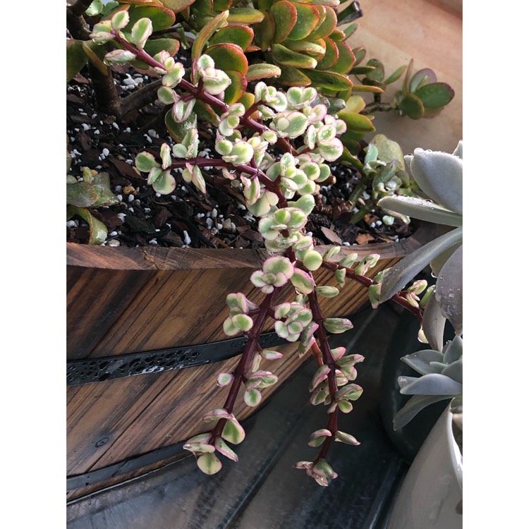 plant image 867509