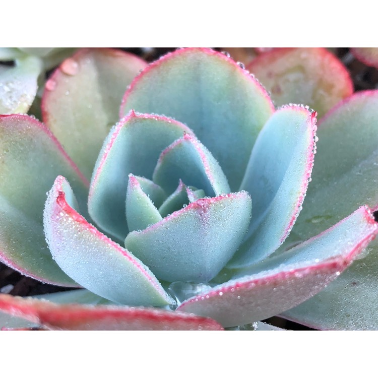 plant image 868393 plant image 868393