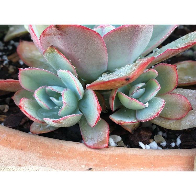 plant image 868405 plant image 868405