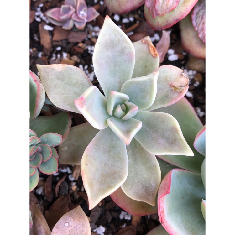 plant image 868580 plant image 868580